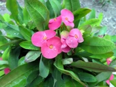 3' Lü Dikenler Tacı Çiçeği Euphorbia Milli Dikenler Tacı 10-20 cm thumbnail 5