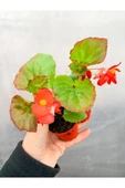 Karışık Renk Şeker Begonya Begonia Semperflorens 2 Adet  10-20 cm thumbnail 2