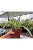 Kurdele Çiçeği 1 Adet Chlorophytum Comosum Kurdela Çiçeği 10-20 cm thumbnail 3