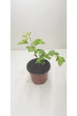 Kartopu Çiçeği (Viburnum Fidesi Fidanı 30-60 cm thumbnail 2