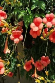 Trumpet Creeper Acem Borusu Campsis Radicans Turuncu 30-60 cm thumbnail 2