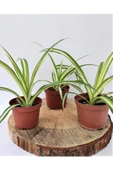 Kurdele Çiçeği 1 Adet Chlorophytum Comosum Kurdela Çiçeği 10-20 cm thumbnail 1