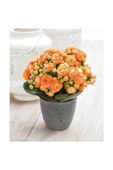 Saksılı Turuncu Kalanşo Çiçeği Fidanı 10-20 cm thumbnail 1