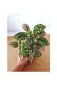 Fittonia Hypoestes Bitkisi Fidanı Yeşil Beyaz 10-20 cm thumbnail 2