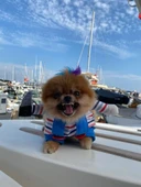 Chucky Köpek Kostümü ve Aksesuarı - 2