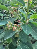 3 Yaş Tüplü Saskatoon Berry Northline  80-100 cm thumbnail 7