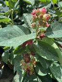 3 Yaş Tüplü Saskatoon Berry Northline  80-100 cm thumbnail 3