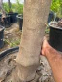 SAKSIDA 15 YAŞ YETİŞKİN MAYER LİMON AĞACI BOY 170 CM+ - 3