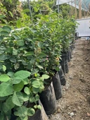 3 Yaş Tüplü Saskatoon Berry Northline  80-100 cm thumbnail 4