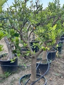 SAKSIDA 15 YAŞ YETİŞKİN MAYER LİMON AĞACI BOY 170 CM+ - 5