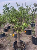 SAKSIDA 15 YAŞ YETİŞKİN MAYER LİMON AĞACI BOY 170 CM+ - 1