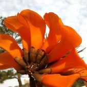 Erythrina Caffra Mercan Ağacı Fidanı Özel Tür - 1