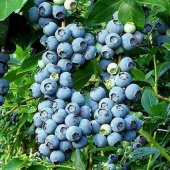 Tüplü Bluecropt Yaban Mersini Likapa Fidanı - 1