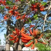 Erythrina Caffra Mercan Ağacı Fidanı Özel Tür thumbnail 2