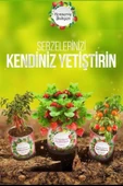 Konserve Bahçem Evde Konservede Fındık Turp Yetiştirme Kiti - 6