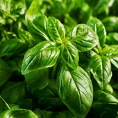 NEOMİ YEŞİL ERYHAN (FESLEGEN) TOHUMU 1 GR - 1