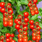 Çeri Domates Tohumu 3 gr 1 Adet - 1