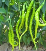 Biber Kıl Acı Menderes Tohum 10 gr 1 Adet - 1