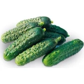 Turşuluk Hıyar Tohumu 10 gr 1 Adet - 1