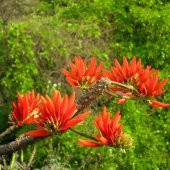 Özel Çeşit Erythrina Caffra Mercan Ağacı Tohumu (3 Adet) - 1