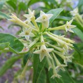 Yoğun Kokulu Melissa Parfüm Çiçeği Tohumu(20 tohum) - 2