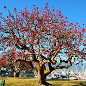 Özel Çeşit Erythrina Caffra Mercan Ağacı Tohumu (3 Adet) - 4
