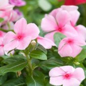 Soft Pink Vinca Rosea Rozet Çiçeği Tohumu (20 Tohum) - 1