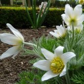 Beyaz Pulsatilla Vulgaris Dağ Lalesi Çiçeği Tohumu (5 tohum) - 1