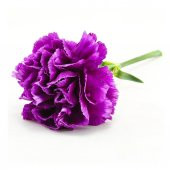 Katmerli Chabaud Violet Karanfil Çiçeği Tohumu (70 Tohum) - 1