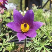 Violet Pulsatilla Vulgaris Dağ Lalesi Çiçeği Tohumu (5 tohum) - 1