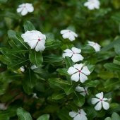 Pure White Vinca Rosea Rozet Çiçeği Tohumu (20 Tohum) - 1