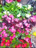 3 adet Dış mekan Çiçekli bodur Begonya (Begonia Cucullata) - 1