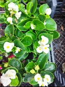 3 adet Dış mekan Çiçekli bodur Begonya (Begonia Cucullata) - 2