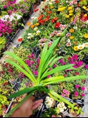 Afrika Zambağı (African Lily) - Beyaz ve Kokulu Bahçe Çiçeği - 1