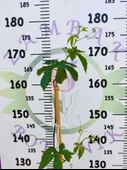 Parthenocissus quinquefolia (Amerikan Sarmaşığı) - Yaprak Döken, 150+ CM Sarmaşık - 2