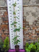 Parthenocissus quinquefolia (Amerikan Sarmaşığı) - Yaprak Döken, 150+ CM Sarmaşık - 1