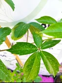 Parthenocissus quinquefolia (Amerikan Sarmaşığı) - Yaprak Döken, 150+ CM Sarmaşık - 4