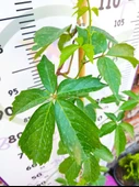 Parthenocissus quinquefolia (Amerikan Sarmaşığı) - Yaprak Döken, 150+ CM Sarmaşık - 3