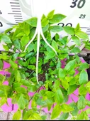 Askılı saksıda Telgraf Çiçeği (Hibiscus trionum) - Yeşil ve Göze Çarpan Süs Bitkisi - 2