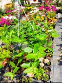 Askılı saksıda Telgraf Çiçeği (Hibiscus trionum) - Yeşil ve Göze Çarpan Süs Bitkisi - 3