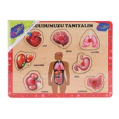 ONY-287 288 Ahşap Tutmalı Vücumuzu Tanıyalım -Onyıl Oyuncak thumbnail 1