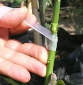 Ağaç Meyve Aşı Bandı Aşılama Bağı Fidan Bant 170 gram thumbnail 4