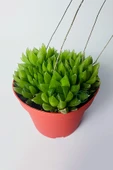Haworthia Cymbiformis – Şeffaf yapraklı büyük boy sukulent - 2