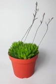 Haworthia Cymbiformis – Şeffaf yapraklı büyük boy sukulent - 4