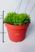 Haworthia Cymbiformis – Şeffaf yapraklı büyük boy sukulent - 5