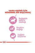 Royal Canin Kitten Yavru Kedi Maması - 2 Kg - 4