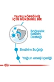 SKY TOPTAN Royal Canin Mini Puppy Küçük Irk Yavru Köpek Maması 2 Kg - 3