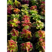 Balkon Çiçeği Kolyos Yaprak Güzeli Çiçeği 1 Adet Saksılı thumbnail 2