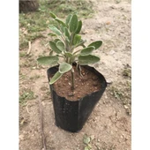 Geleneksel Adaçayı Fidanı Fidesi Tüplü 1 Adet 15-25 cm thumbnail 2