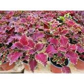 Leaf Beauty Kolyos Flower Yaprak Güzeli Kolyos Çiçeği 3 Adet thumbnail 4